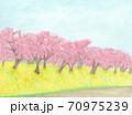 桜並木 70975239