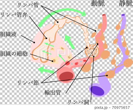 リンパ系 構造 イラスト リンパ系 構造 イラスト 70975657
