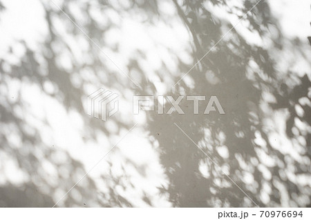 漆喰の壁に映る庭木の影　d-4-1 明るい 70976694