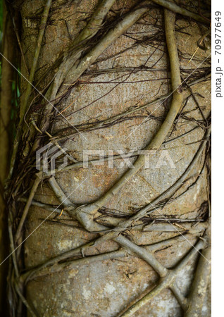 close up of root of the tree  70977649