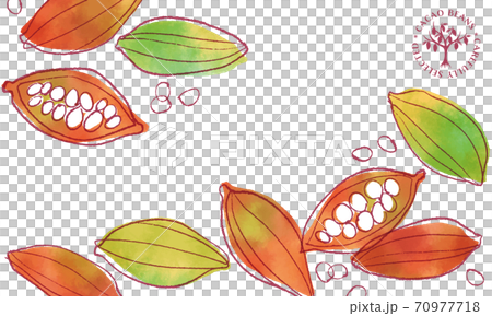 カカオ豆のイラスト/水彩 70977718