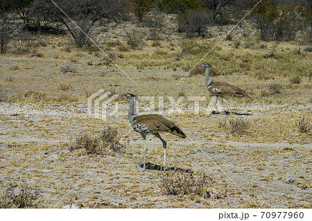 飛べる鳥の中で最も重いアフリカオオノガン 70977960