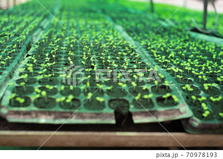 Aerial view ground of young vegetable trees grow in the plastic nursery tray at the organic farm Aerial view ground of young vegetable trees grow in the plastic nursery tray at the organic farm 70978193