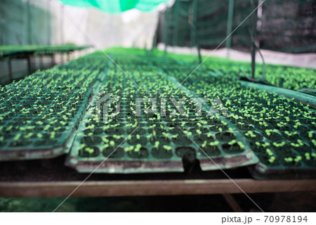 Aerial view ground of young vegetable trees grow in the plastic nursery tray at the organic farm 70978194