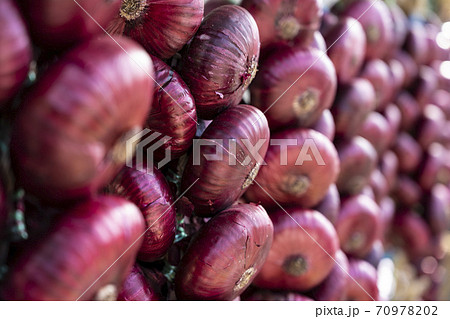 The famous Crimean red onion hangs in a bundle 70978202
