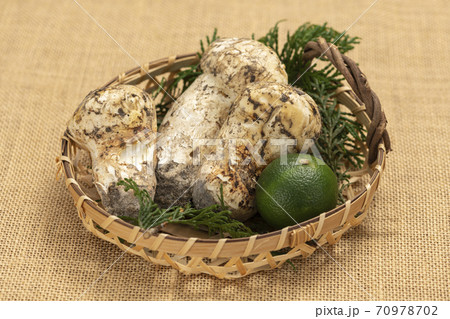 松茸【秋の味覚】 70978702