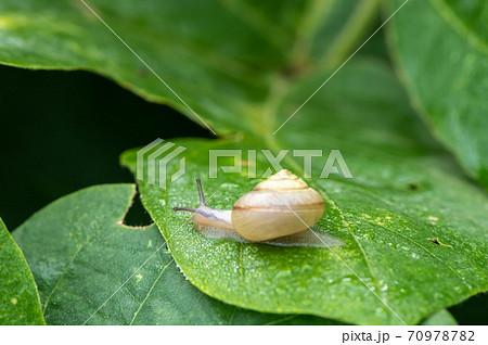 ニッポンマイマイ（カタツムリ） 70978782