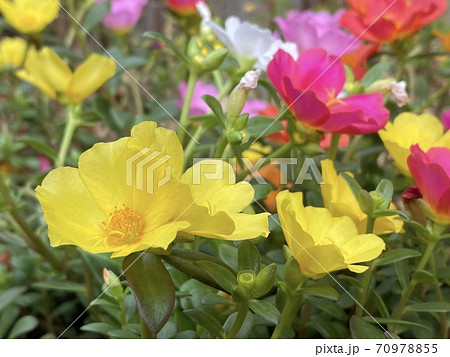 ポーチュラカ 黄色 ピンク 白 かわいい小さい花の写真素材