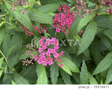 濃いピンクの花 名前はわかりませんが小さく美しい花の写真素材