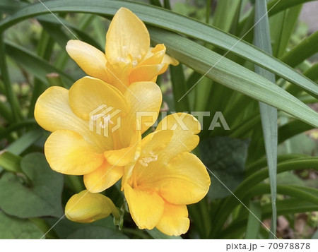 黄色の花 かわいい花 きれいな花の写真素材 [70978878] - PIXTA