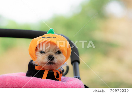 ハロウィンわんこ 70979039