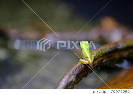 枝に捕まるカエルの幼生の後ろ姿【マクロ】 70979090