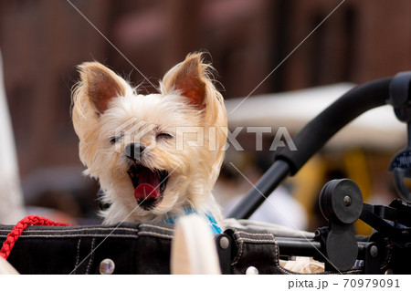 あくびするわんこ 70979091