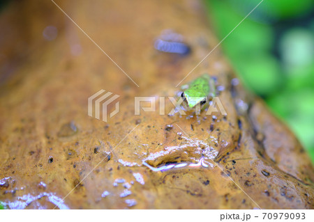 石の上にいるアマガエル 70979093