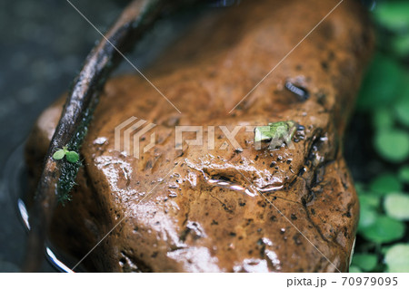陸に上がるカエルの幼生 70979095