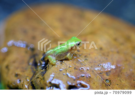 肺呼吸をはじめたアマガエルの幼生 70979099
