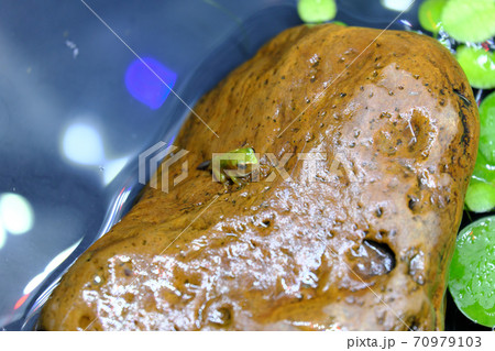 オタマジャクシからカエルに変化する幼体 70979103