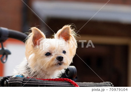 赤レンガとわんこ 70979104