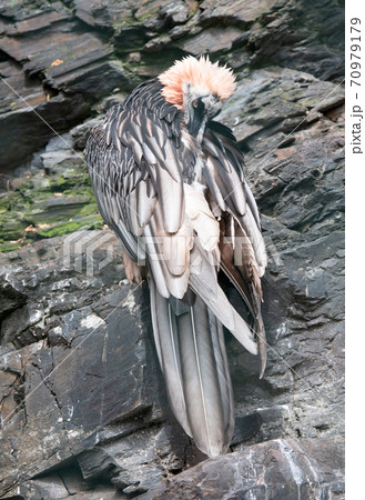 The bearded vulture (gypaetus barbatus) 70979179