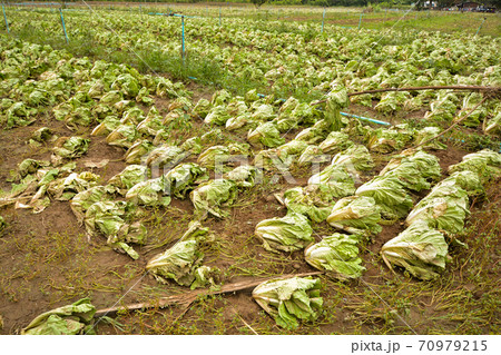 Agricultural land affected by flooding. Flooded field. 70979215