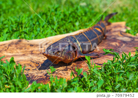 Photo of a hot smoked sturgeon lying on a wooden board on the grass at a fish farm 70979452