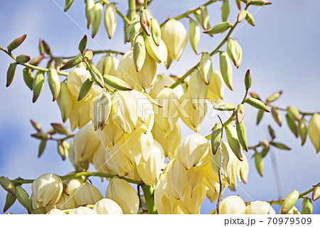 白いアツバキミガヨランの花 70979509