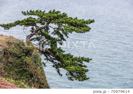 海辺のマツの木 70979614