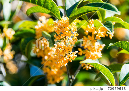 キンモクセイの花 70979618