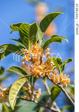 キンモクセイの枝花 70979619
