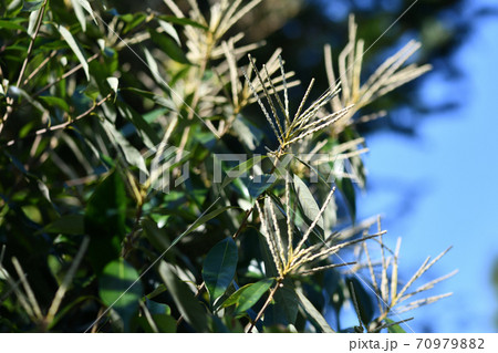 シリブカガシ(尻深樫)の花 シリブカガシ(尻深樫)の花 70979882