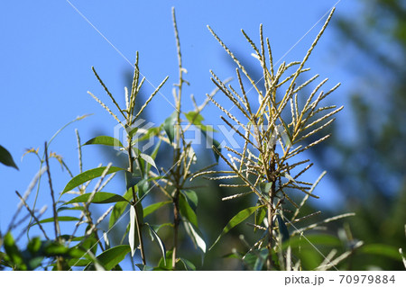 シリブカガシ(尻深樫)の花 シリブカガシ(尻深樫)の花 70979884