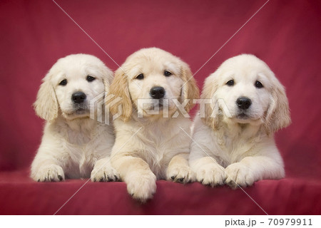 Three little smart puppy of breed Golden Retriever lie on a pink background Three little smart puppy of breed Golden Retriever lie on a pink background 70979911