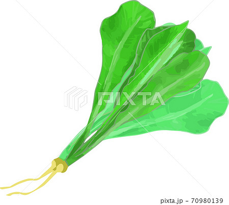 シンプルな野沢菜のイラストのイラスト素材