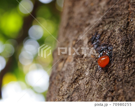 natural artistic lines shape free form dark brown color rough dry crack tropical tree bark close up texture detail natural artistic lines shape free form dark brown color rough dry crack tropical tree bark close up texture detail 70980255