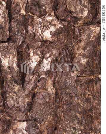 natural artistic lines shape free form dark brown color rough dry crack tropical tree bark close up texture detail natural artistic lines shape free form dark brown color rough dry crack tropical tree bark close up texture detail 70980256
