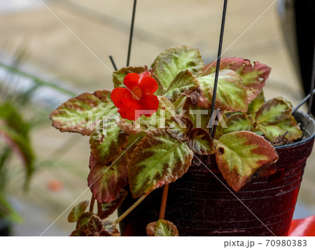 Flame Violet or Episcia cupreata flower (Episcia Cupreata (Hook.) Hanst) is blooming 70980383