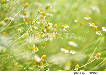 マトリカリア 70980385