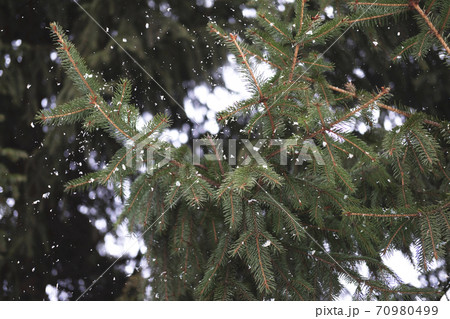 Evergreen fir tree branches close up as a christmas background with snow. Evergreen fir tree branches close up as a christmas background with snow. 70980499