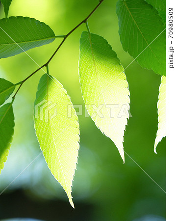 新緑のケヤキの葉 新緑のケヤキの葉 70980509