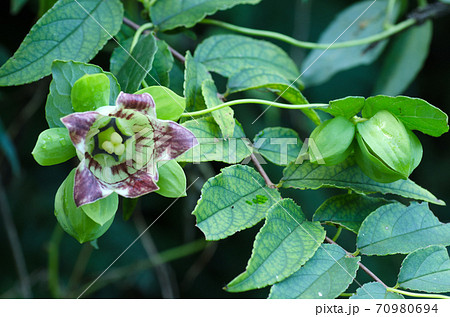 ツルニンジンの満開の花と蕾 70980694