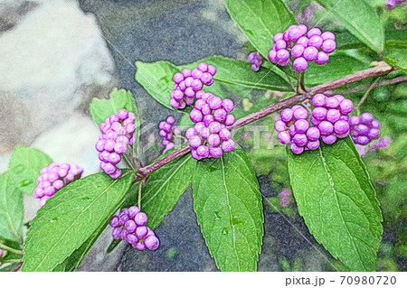 朝日を浴びて生き生きと成長している「ムラサキシキブの実」色鉛筆画風 朝日を浴びて生き生きと成長している「ムラサキシキブの実」色鉛筆画風 70980720