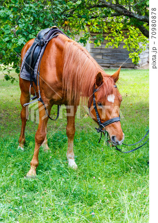 Horse with saddle grazing on a green meadow 70980878