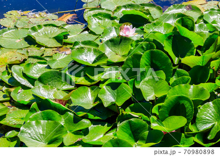 Pink lotus flowers (Nelumbo nucifera) in a pond 70980898