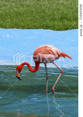 動物 ソウル大公園 動物園 70980996