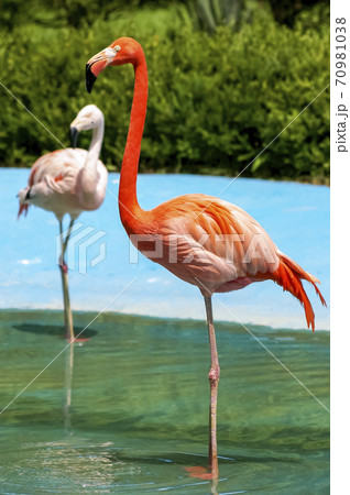 動物 ソウル大公園 動物園 70981038