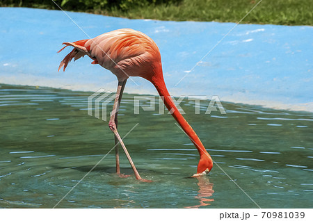動物 ソウル大公園 動物園 70981039