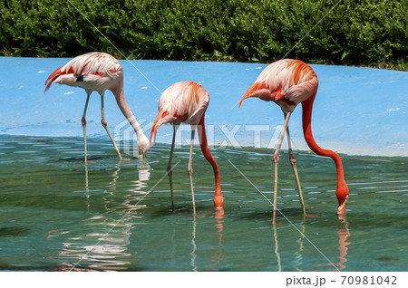 動物 ソウル大公園 動物園 70981042