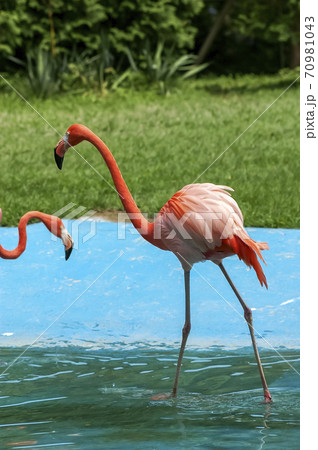 動物 ソウル大公園 動物園 70981043