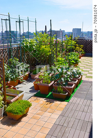 ルーフバルコニーを菜園利用して自給自足 おうち時間を楽しい家庭菜園の写真素材