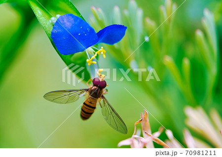 ホソヒラタアブ 70981211